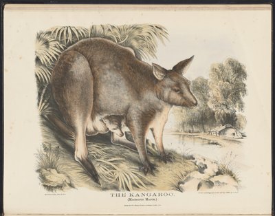Mamíferos de Australia (Krefft) Nla.obj-33627803-12 El canguro de Helena Scott