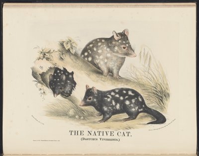 Mamíferos de Australia (Krefft) Nla.obj-33627803-14 El gato nativo de Helena Scott