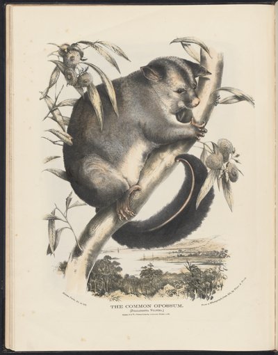 Mamíferos de Australia (Krefft) Nla.obj-33627803-9 El zarigüeya común de Helena Scott