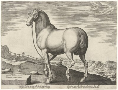Caballo de Córcega Corsvs (título sobre objeto) Razas de caballos de las Caballerizas Reales de Don Juan de Austria (título de la serie) Equile Ioannis Austriaci Caroli (título de la serie) de Hendrick Goltzius (possibly)