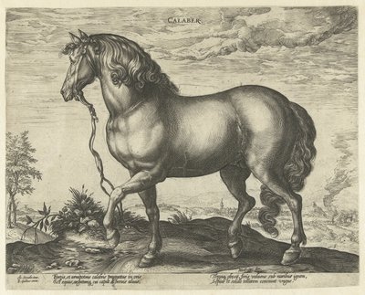 Caballo de Calabria Calaber (título sobre objeto) Razas de caballos de las Caballerizas Reales de Don Juan de Austria (título de la serie) de Hendrick Goltzius