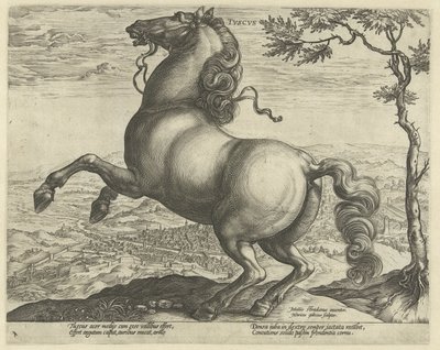 Caballo de la Toscana tvscvs (título en objeto) Razas de caballos de las Caballerizas Reales de Don Juan de Austria (título de la serie) de Hendrick Goltzius