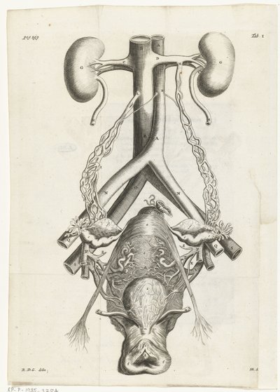 Ilustración anatómica de los órganos genitales femeninos y los riñones
Ilustración del libro para: Reinier de Graaf, Alle de wercken, Amsterdam, 1686 de Hendrik Bary