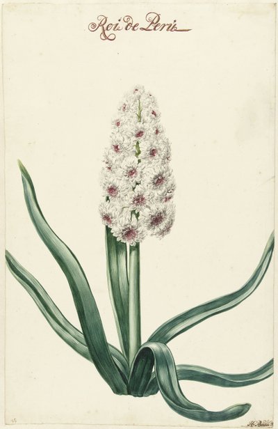 Witte hyacint
Rey de Perú (título en el objeto) de Hendrik Budde