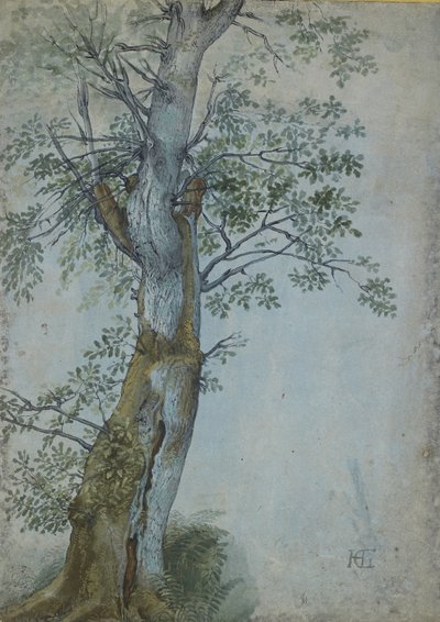 Estudio de un árbol, 1597-99 de Hendrik Goltzius