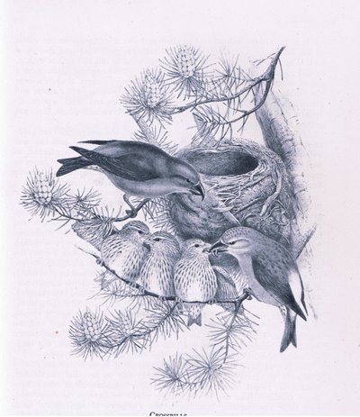 Piquituertos, Naturaleza en Gran Bretaña publicada por Collins, 1946 de Hendrik Gronvold