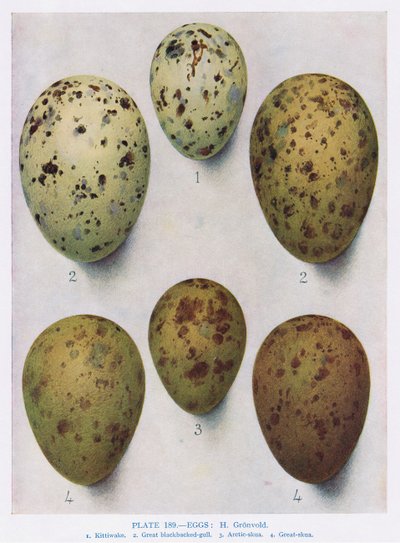 Huevos: Gaviota de cabeza negra: Gaviota común: etc, ilustración de 