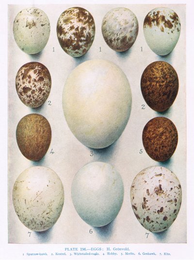 Huevos: Aguilucho Cenizo: Aguilucho Lagunero: etc, ilustración de 