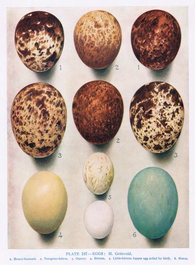 Huevos: Gavilán: Cernícalo: etc, ilustración de 