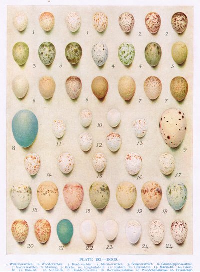 Huevos: Trepador: Chochín: etc, ilustración de 