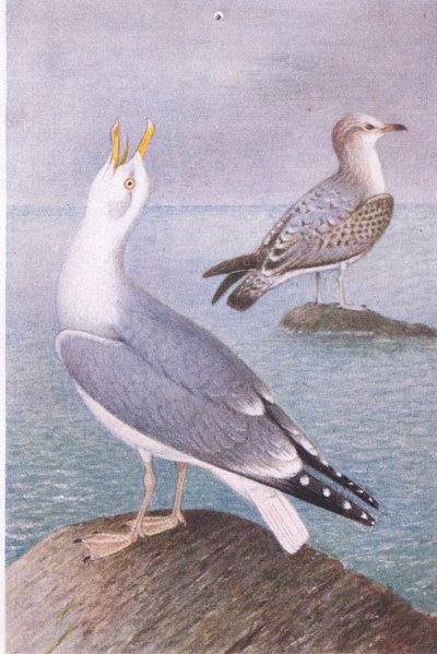 Gaviota Argéntea de Hendrik Gronvold