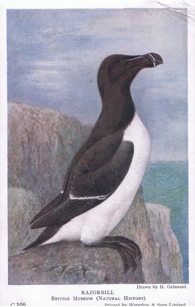 Alca de Hendrik Gronvold