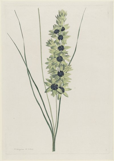 Arco iris africano (Ixia maculata verde) de Hendrik Schwegman
