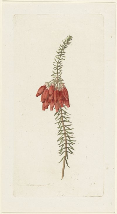 Flores (Erica Mammosa) de Hendrik Schwegman