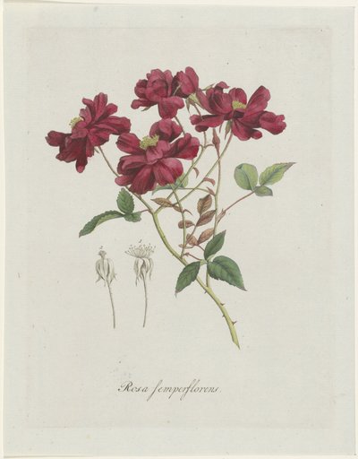 Gallos chinos (Rosa chinensis Jacq.) Rosa semperflorens (título sobre objeto) de Hendrik Schwegman