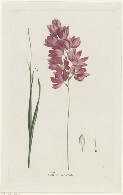 Ixia patens Aiton Ixia aristata (título sobre objeto) de Hendrik Schwegman