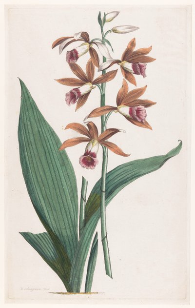 Moerasorchidee Limodorum Tankervilliae (título sobre el objeto) de Hendrik Schwegman