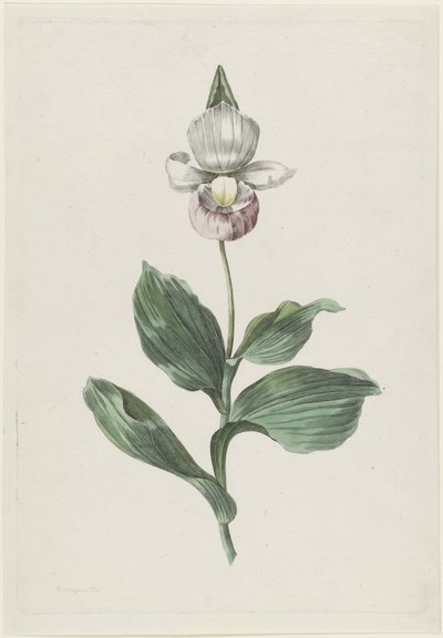 Zapatilla de dama orquídea (Cypripedium reginae Walter) de Hendrik Schwegman