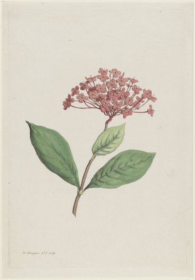 Cereza pavo real (Ixora coccinea) de Hendrik Schwegman