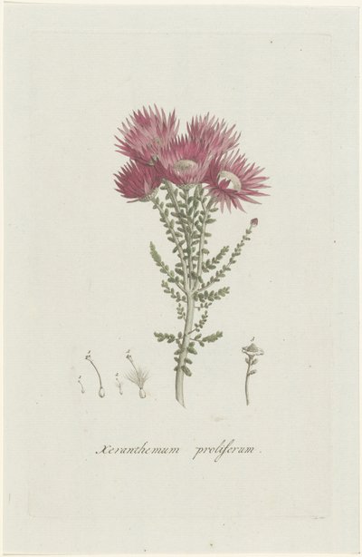 Phaenocoma prolifera
Xeranthemum proliferum (título en el objeto) de Hendrik Schwegman
