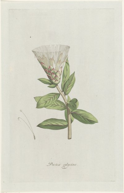 protea Protea calycina (título sobre el objeto) de Hendrik Schwegman