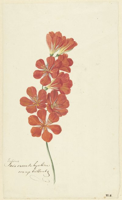 Tritonia crocata (fresia de llama) de Hendrik Schwegman