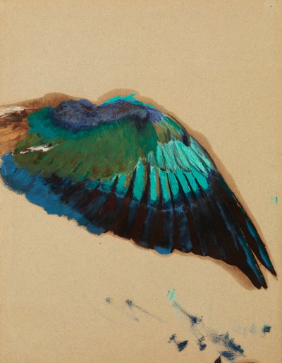 Estudio de un ala, c.1899 (óleo sobre papel) de Henryk Siemiradzki