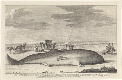 Cachalote lavado Cierre de un lote de caché el 20 de febrero de 1762 entre Zandvoort y Wyk op Zee, conducido en una playa, grande 61 pies 6 duum. (título en el objeto) de Hendrik Spilman