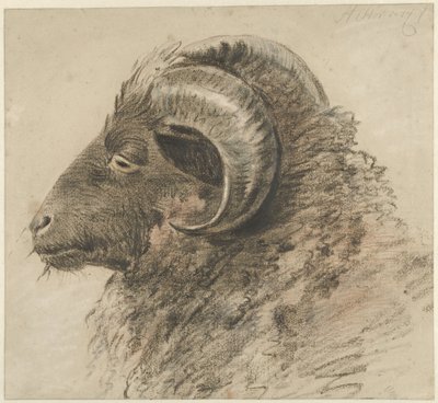Cabeza de carnero, mirando a la izquierda, vista lateral de Hendrik Stokvisch