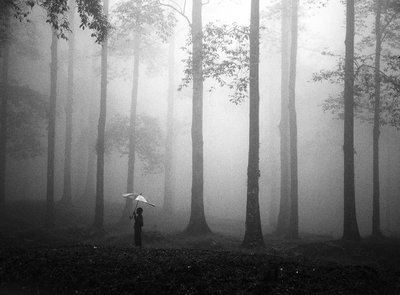 Paraguas Misty Woods de Hengki Lee