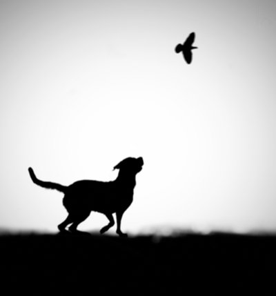 Silueta de un perro juguetón y un pájaro de Hengki Lee