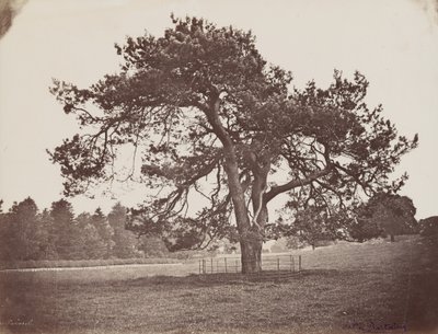 Hamilton Palace Park (Pino Parasol), c. 1858 (foto) de Henri Charles de Rostaing