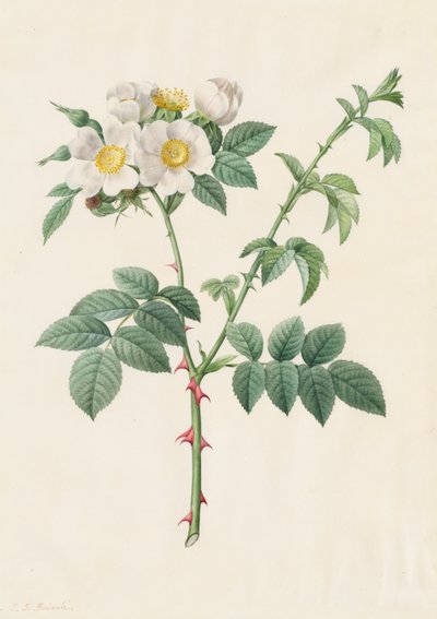 Rosa silvestre o Rosa canina, 1817-1824 de Pierre Joseph Redouté