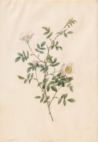 Rosa Silvestre o Rosa Canina Rosa Sepium Rosea, 1817-1824 de Pierre Joseph Redouté