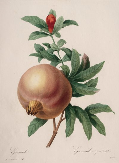 Selección de las flores más bellas...los frutos más bellos: Granada, 1827 de Pierre Joseph Redouté