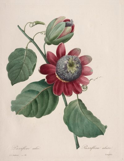 Choix des plus belles fleurs...plus beaux fruits: Passiflore ailee de Pierre Joseph Redouté
