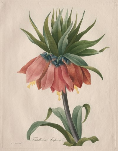 Corona imperial fritilaria, 1827 de Pierre Joseph Redouté