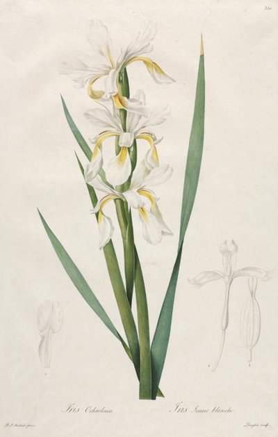 Iris con banda dorada, 1812 de Pierre Joseph Redouté