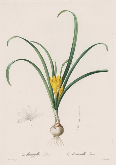 Les Liliacées: Amaryllis Lutes, 1802-1816 de Pierre Joseph Redouté