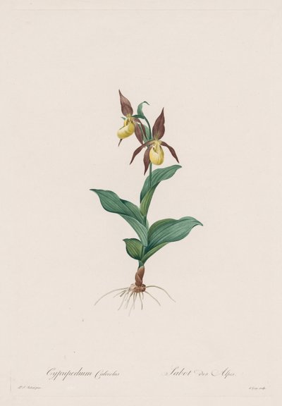Les Liliacées: Cypripedium calceolus, 1802-1816 de Pierre Joseph Redouté