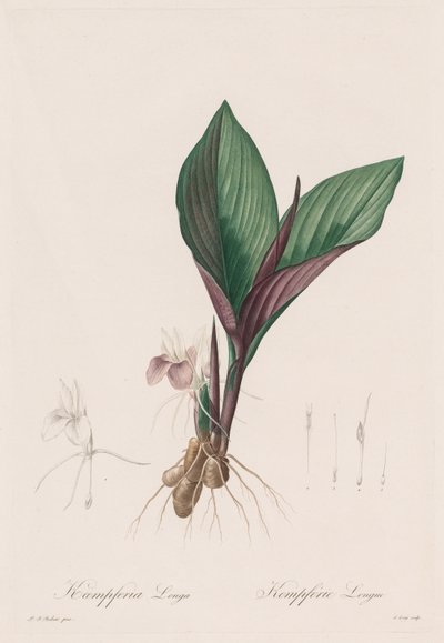 Las Liliáceas: Kaempferia longa, 1802-1816 de Pierre Joseph Redouté