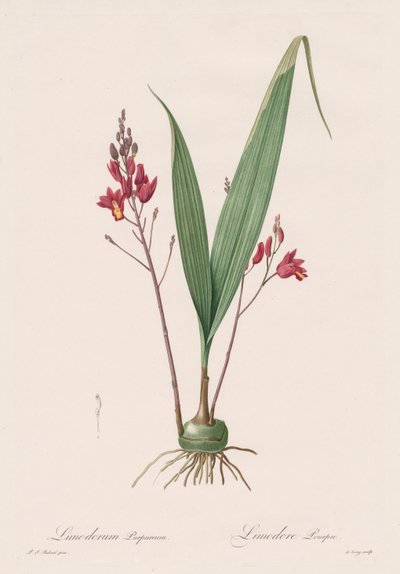 Les Liliacées: Limodorum purpureum, 1802-1816 de Pierre Joseph Redouté