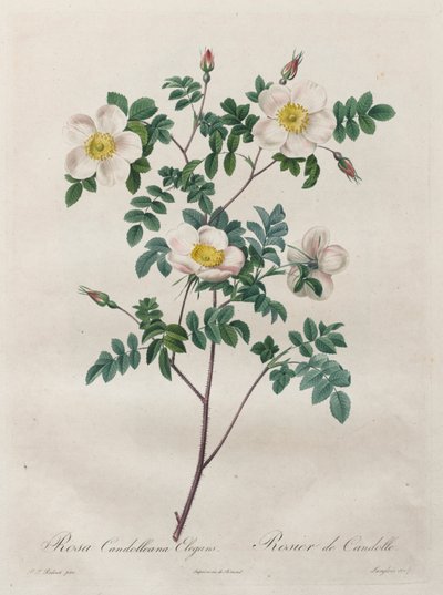 Las rosas: Rosa Candolleana Elegans, 1817-1824 de Pierre Joseph Redouté