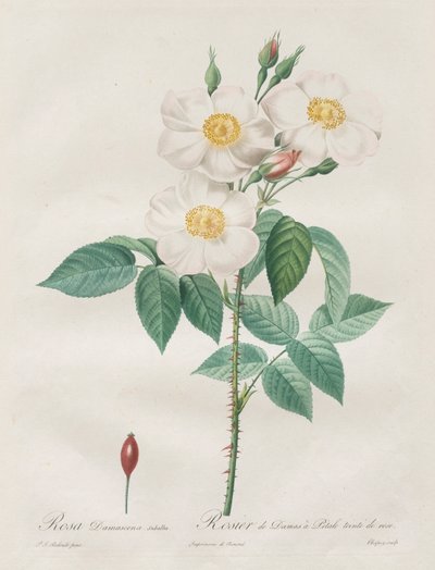 Las Rosas: Rosa Damascena, subalba, 1817-1824 de Pierre Joseph Redouté
