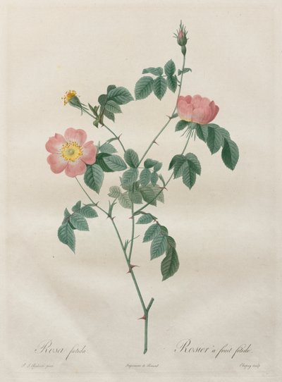 Las Rosas: Rosa indica, 1817-1824 de Pierre Joseph Redouté