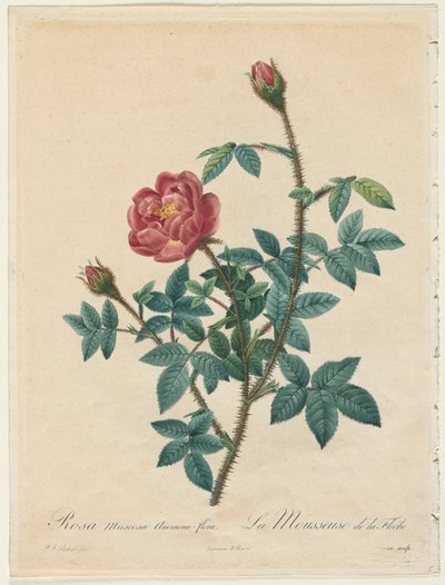 Rosa musgosa de Pierre Joseph Redouté