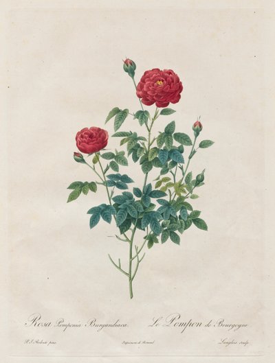Rosa Pompon, 1817-1824 de Pierre Joseph Redouté