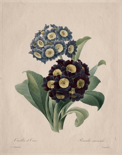 Primula auricula, 1827 de Pierre Joseph Redouté