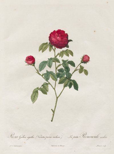 Rosa de Provenza o Rosa Francesa, 1817-1824 de Pierre Joseph Redouté