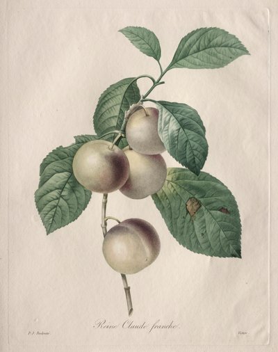 Ciruela Reine Claude, 1827 de Pierre Joseph Redouté